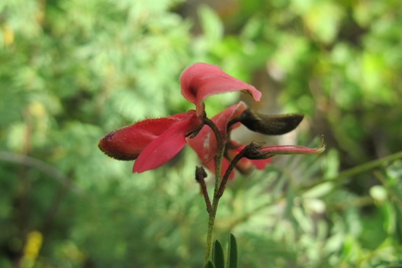 Indigofera frondosa, photographed by James Deacon
