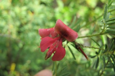 Indigofera frondosa, photographed by James Deacon