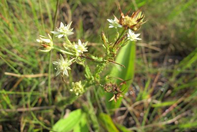 Alepidea setifera, photographed by James Deacon