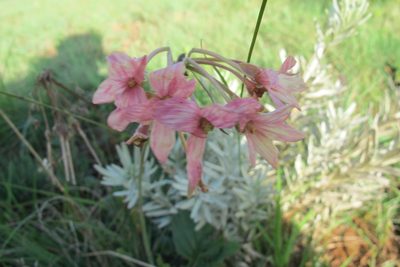 Pelargonium luridum, photographed by James Deacon