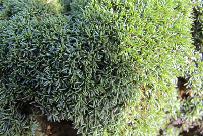 Helichrysum caespititium, photographed by James Deacon