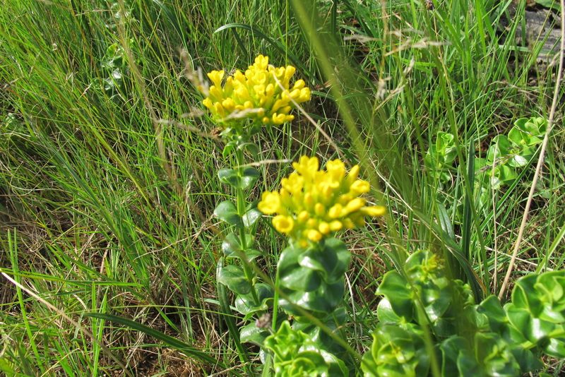 Sebaea sedoides, photographed by James Deacon