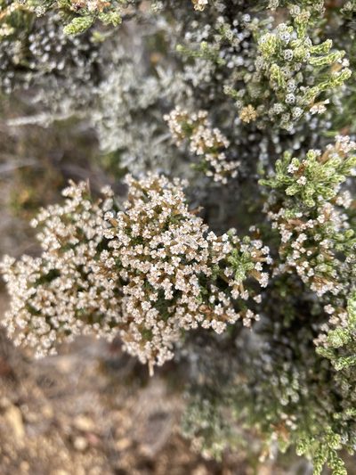 Ozothamnus hookeri, photographed by krumpianking