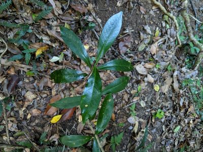 Ixora beckleri, photographed by Nick Swanson