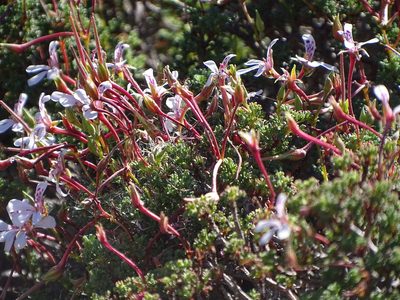 Pelargonium abrotanifolium, photographed by Shaun Swanepoel
