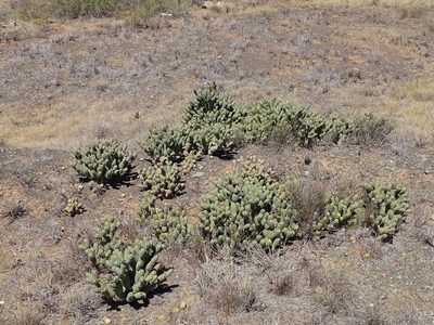 Tephrocactus articulatus, photographed by Shaun Swanepoel
