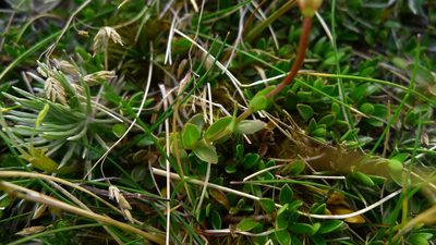 Epilobium alsinoides, photographed by Sarah Richardson