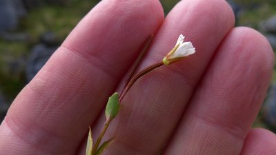 Epilobium alsinoides, photographed by Sarah Richardson