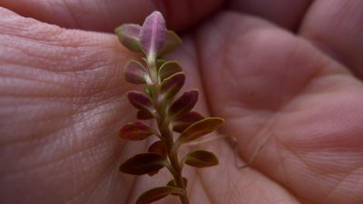 Epilobium alsinoides, photographed by Sarah Richardson