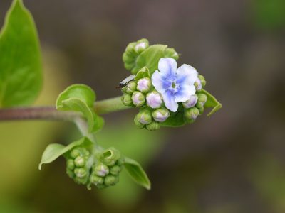 Adelocaryum coelestinum, photographed by Dinesh Valke
