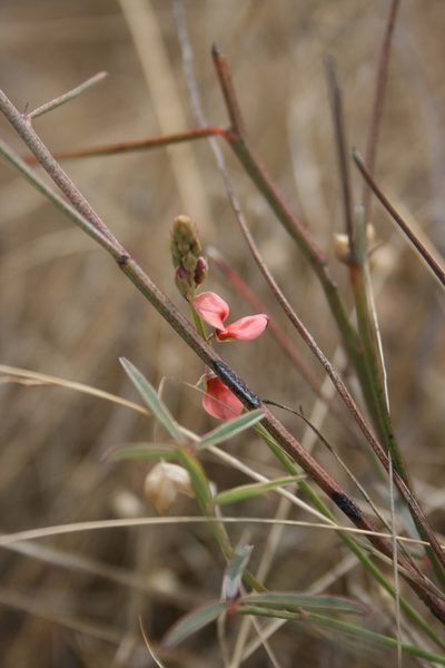 Indigofera psoraloides, photographed by Jacques van der Merwe