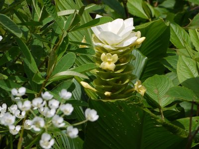 Curcuma caulina, photographed by Dinesh Valke