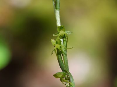 Peristylus aristatus, photographed by Dinesh Valke
