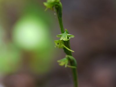 Peristylus aristatus, photographed by Dinesh Valke