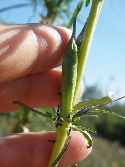 Sesamum triphyllum, photographed by Antoinette Eyssell Knox