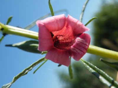 Sesamum triphyllum, photographed by Antoinette Eyssell Knox