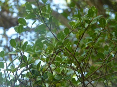Fernelia buxifolia, photographed by Ben
