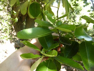 Elaeodendron orientale, photographed by Ben