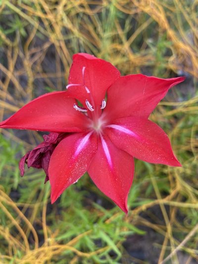 Gladiolus sempervirens, photographed by Dave U