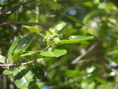 Elaeodendron orientale, photographed by Ben
