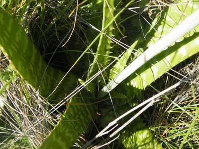 Aloe zebrina