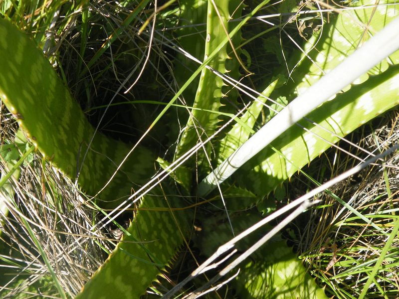 Aloe zebrina, photographed by Antoinette Eyssell Knox