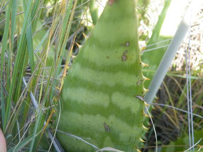 Aloe zebrina, photographed by Antoinette Eyssell Knox