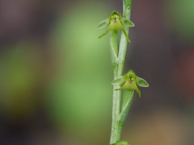 Peristylus aristatus, photographed by Dinesh Valke