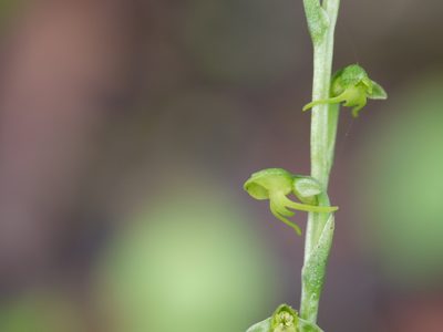 Peristylus aristatus, photographed by Dinesh Valke
