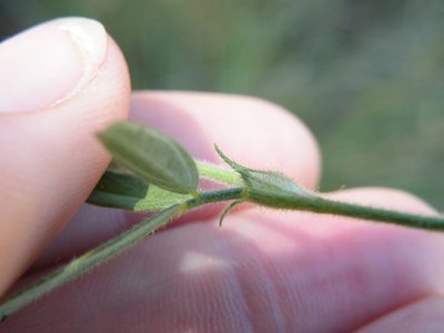 Stylosanthes fruticosa, photographed by Antoinette Eyssell Knox