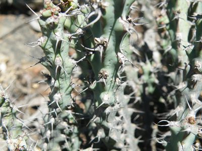 Euphorbia schinzii, photographed by Antoinette Eyssell Knox