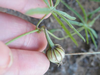 Merremia palmata, photographed by Antoinette Eyssell Knox