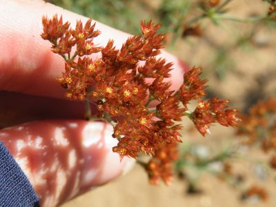 Polycarpaea corymbosa, photographed by Antoinette Eyssell Knox