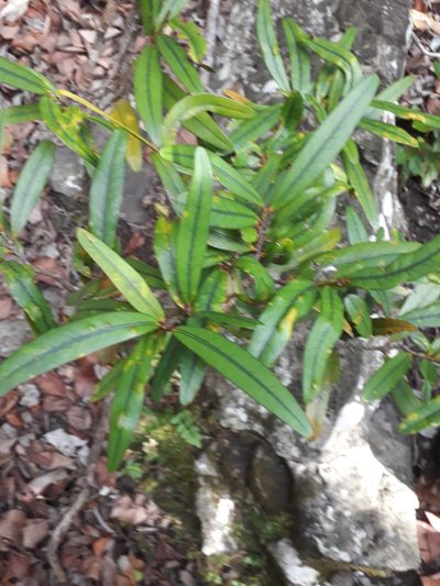 Erythroxylum sideroxyloides, photographed by Ben