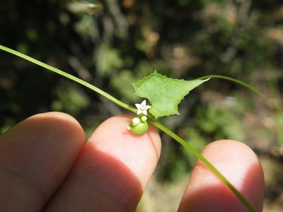 Zehneria marlothii, photographed by Antoinette Eyssell Knox