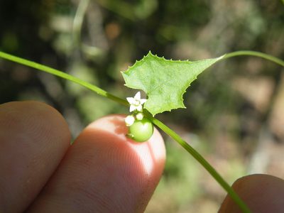 Zehneria marlothii, photographed by Antoinette Eyssell Knox