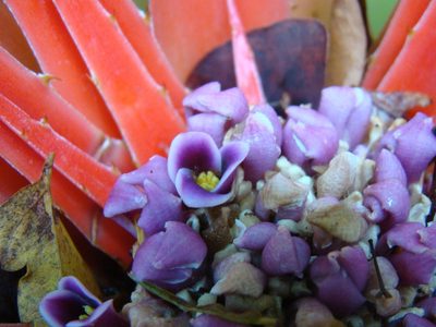 Bromelia humilis, photographed by Jean-Paul Boerekamps