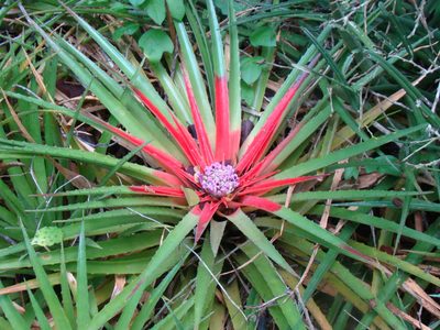 Bromelia humilis, photographed by Jean-Paul Boerekamps