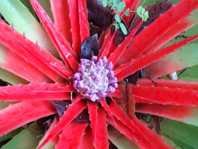 Bromelia humilis, photographed by Jean-Paul Boerekamps