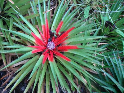 Bromelia humilis, photographed by Jean-Paul Boerekamps
