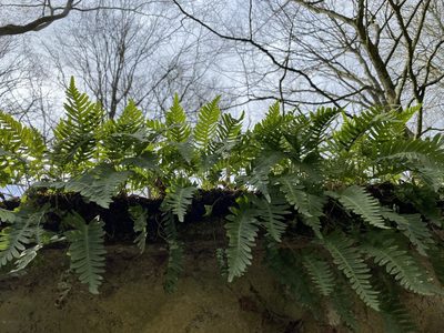 Polypodium interjectum, photographed by Thomas Dreux