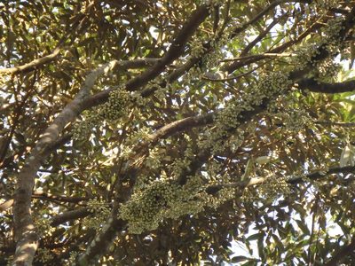 Durio zibethinus, photographed by Samuel Lee