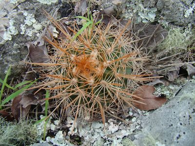 Melocactus macracanthos, photographed by Jean-Paul Boerekamps
