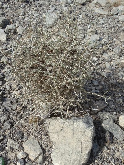 Plocama aucheri, photographed by Jacky Judas