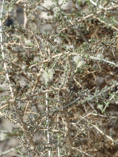 Plocama aucheri, photographed by Jacky Judas