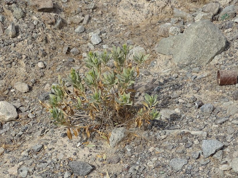 Rhazya stricta, photographed by Jacky Judas