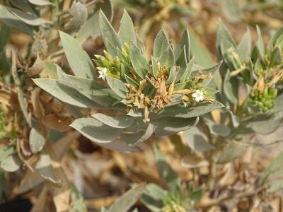 Rhazya stricta, photographed by Jacky Judas