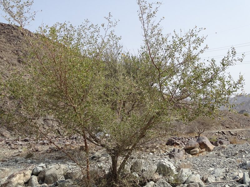 Ziziphus spina-christi, photographed by Jacky Judas