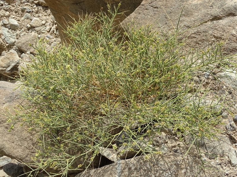 Ochradiscus aucheri, photographed by Jacky Judas