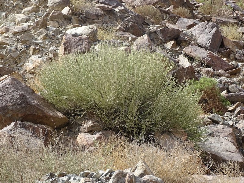 Euphorbia larica, photographed by Jacky Judas